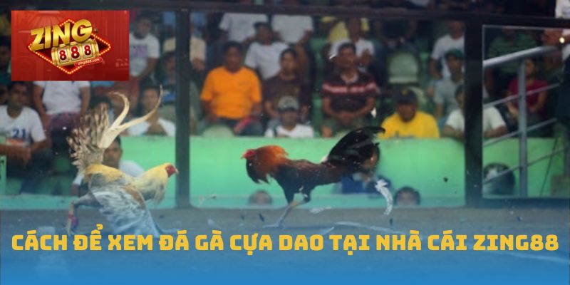 Đá Gà Cựa Dao – Sức Hút Hấp Dẫn, Bùng Nổ Tại Zing88 2 Cách để xem đá gà cựa dao tại nhà cái Zing88