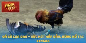 Đá gà cựa dao