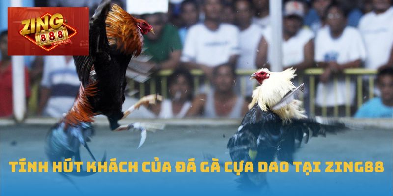 Đá Gà Cựa Dao – Sức Hút Hấp Dẫn, Bùng Nổ Tại Zing88 1 Tính hút khách của đá gà cựa dao tại Zing88